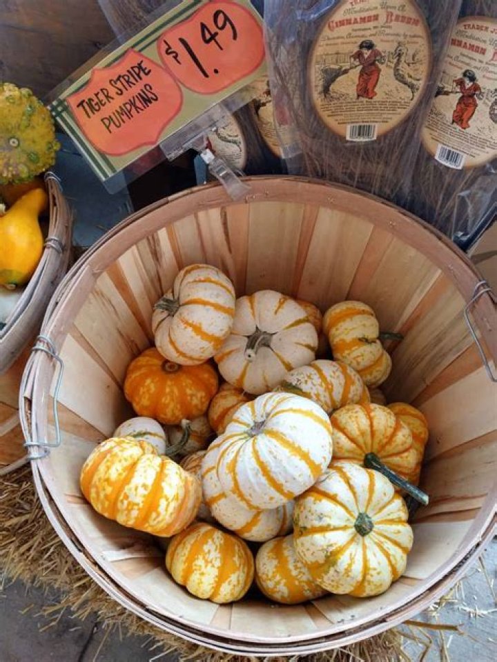 Can you eat tiger striped pumpkins?