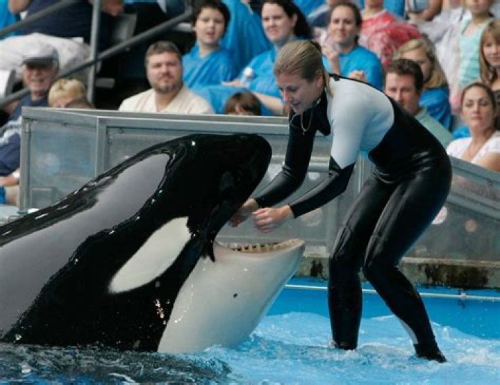 Dawn Brancheau- SeaWorld Orca Trainer, Died Of Orca Tilikum After Facing Grievous Injuries