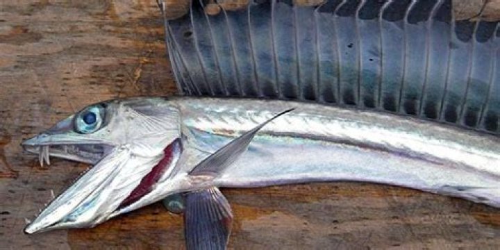 Deep-Sea Cannibalistic Fish With Fangs Washing up on the West Coast