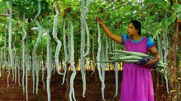 How Diana Armstrong Grew The World's Longest Gourd: A Horticultural Marvel