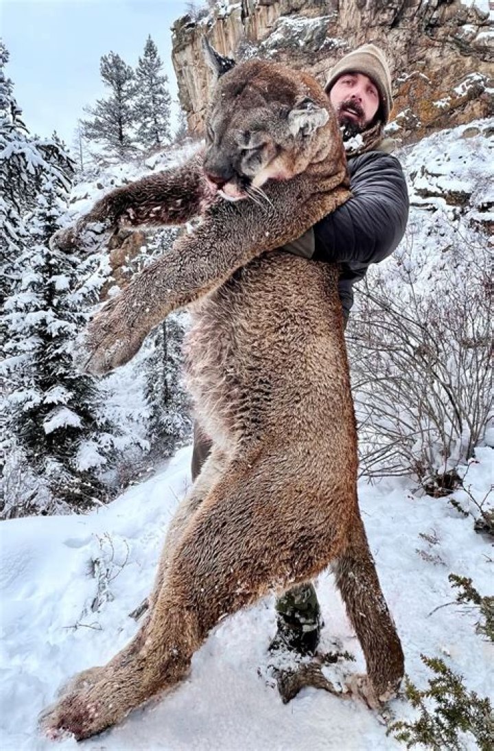 NFL's Derek Wolfe Followed Protocol In Mountain Lion Killing, Authori