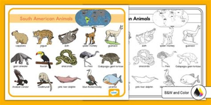 South American animal with a distinctive snout Crossword Clue