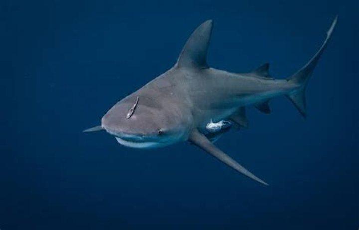 Unlocking The Secrets Of Sharks In Destin, Florida: 2023 Discoveries