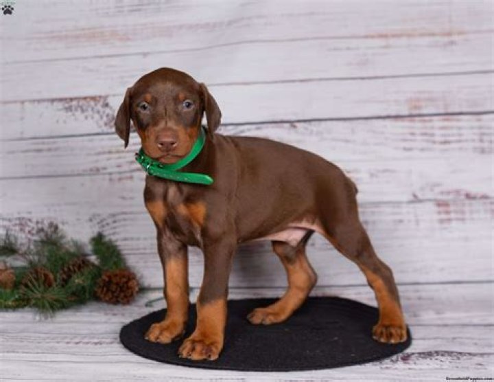 Unveiling The Secrets Of Craigslist Doberman Puppies: A Journey Of Discovery