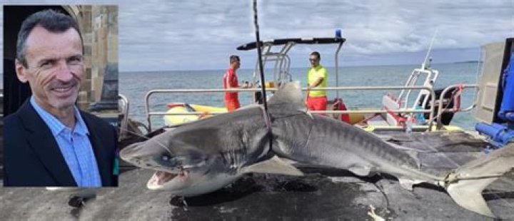 Vladimir Popov's Harrowing Shark Encounter And Its Aftermath