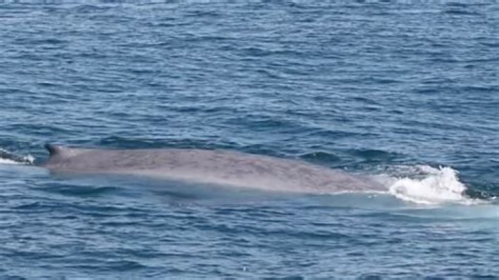 Whale Bitten In Half In Hawaii: Uncovering The Hidden Truth