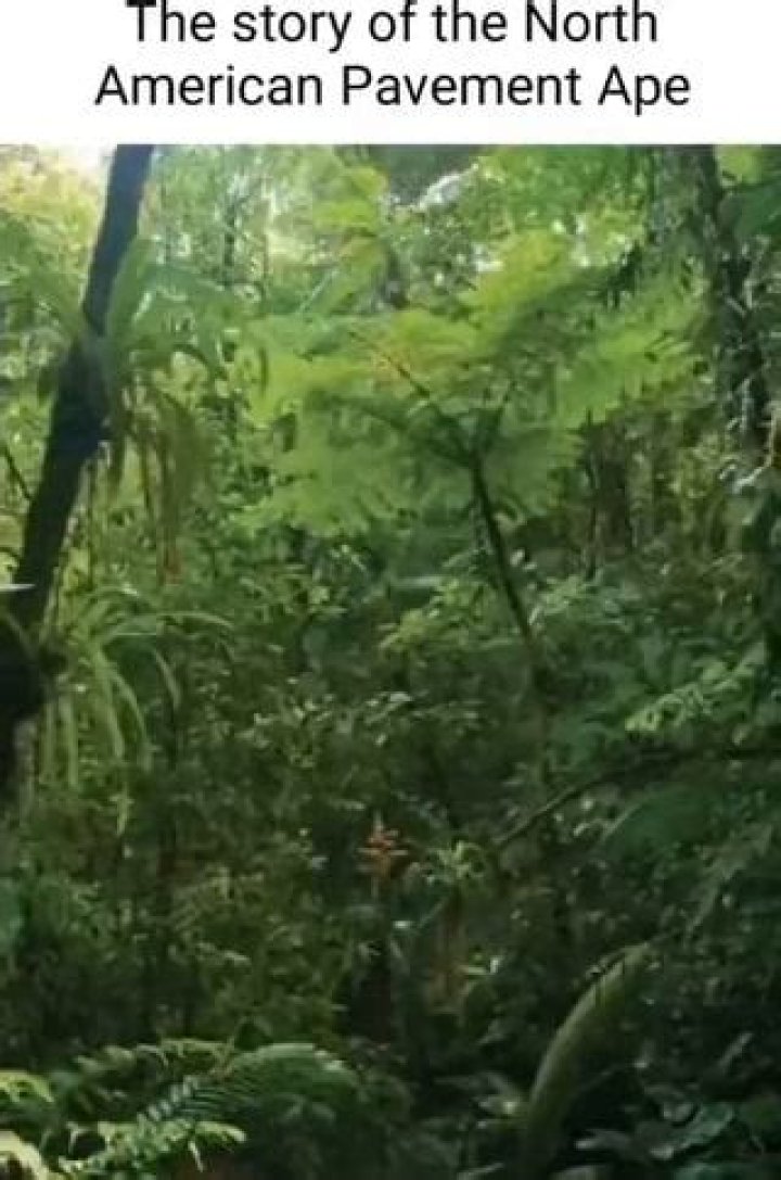 Witness Extraordinary North American Pavement Apes: Uncover Hidden Insights